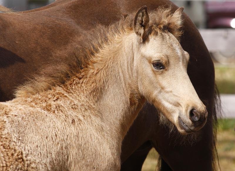 Heidar von Heidmoor b.jpg
